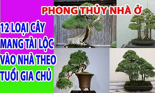 Video: 12 loại cây mang tài lộc vào nhà theo tuổi của gia chủ