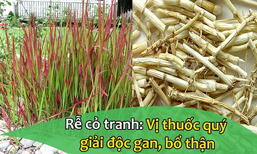 Video: Rễ cỏ tranh- vị thuốc quý giải độc gan, bổ thận