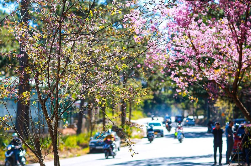 Video: Ngất ngây ngắm mai anh đào nở rộ trên xứ sở sương mù