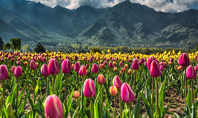 Video: Chiêm ngưỡng vườn hoa tulip lớn nhất châu Á đẹp ngất ngây