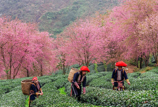 Ngắm mai anh đào hồng rực nhuộm cả đồi chè Ô Long