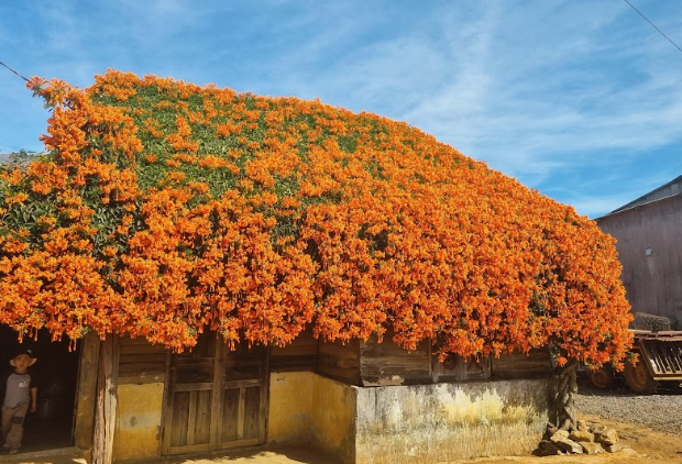 “Sống ảo” bên ngôi nhà phủ đầy hoa xác pháo ở Bảo Lộc