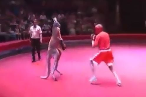 “Cười ngất” trước màn boxing kinh điển giữa người và Kangaroo