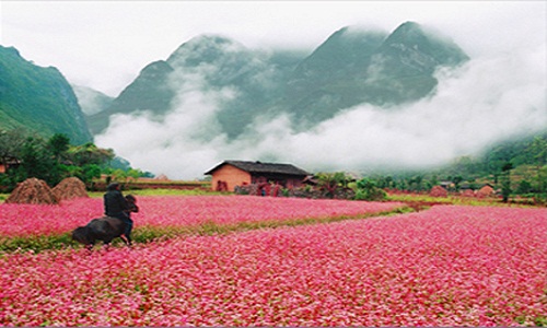 5 điểm ngắm hoa tam giác mạch Hà Giang đẹp lung linh