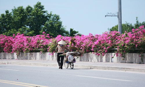 Đi trên những cung đường hoa giấy “đẹp nhất Việt Nam“