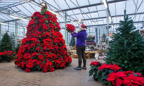 Những cây thông Noel “độc” nhất Giáng sinh 2016