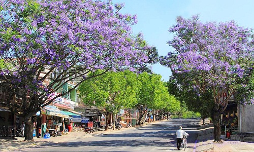 Tháng tư về, dân phượt kéo đến Đà Lạt ngắm phượng tím nở