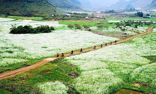 Mộc Châu bừng sáng tinh khôi với cánh đồng cải trắng tuyệt đẹp