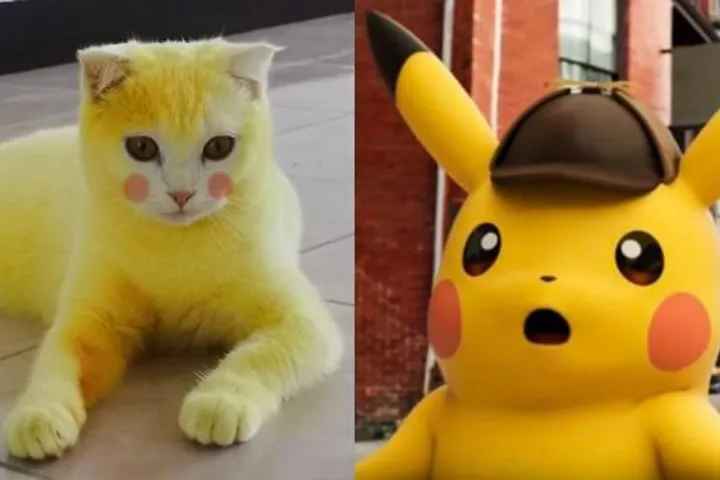 "3 phần bất lực 7 phần cam chịu" chú mèo bị sen hoá Pikachu