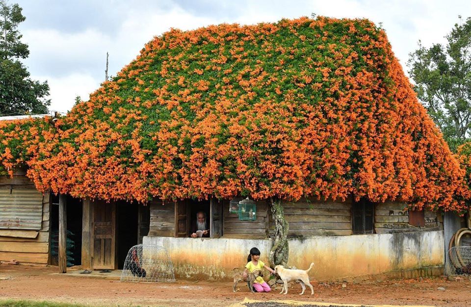 Xuất hiện "Ngôi nhà cổ tích" ở Lâm Đồng, phủ kín hoa chùm ớt 