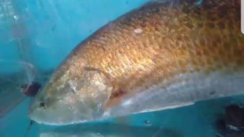 Thêm ngư dân Huế bắt được cá lạ nghi cá sủ vàng