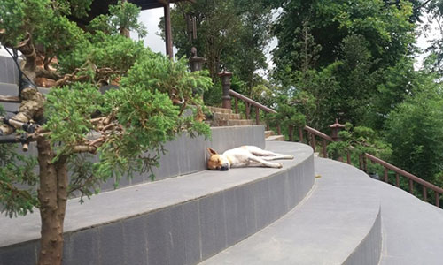 Cuộc sống của "lão chó lạc trôi" tại chùa Linh Quy Pháp Ấn