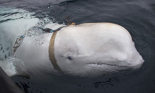 “Điệp viên cá voi trắng” của Nga hành động khác thường