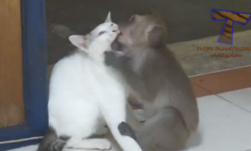 Kết quả hình ảnh cho mèo và khỉ