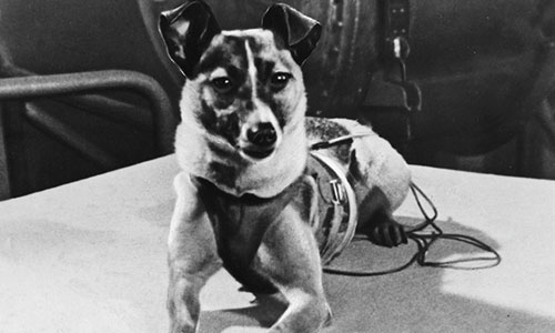 Kết cục thảm của chú chó đầu tiên bay vào không gian