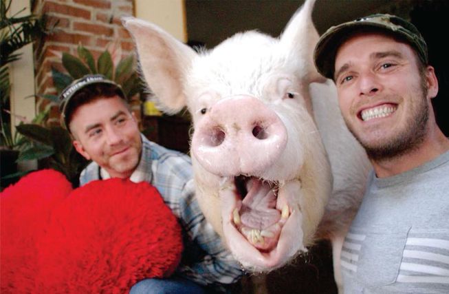 Chú lợn nặng 300kg nổi tiếng nhất thế giới sống cùng nhà với chủ nhân