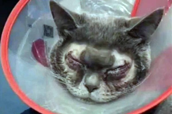 Người phụ nữ bỏ 35 triệu đồng phẫu thuật mắt hai mí cho mèo