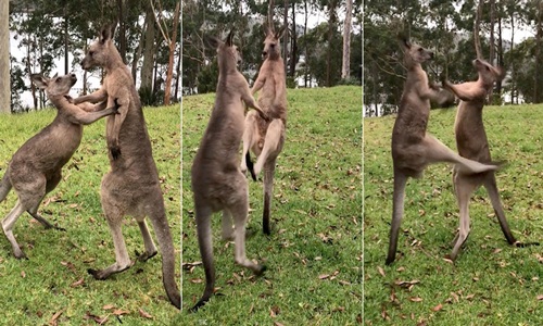 Cảnh kangaroo trẻ kịch chiến, đấm đá nhau túi bụi