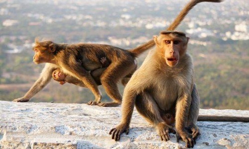 Mẹ bất lực nhìn con khỉ hoang bắt bé sơ sinh khỏi tay