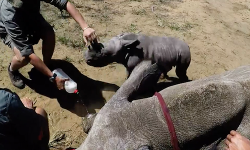 Tê giác con hùng hổ chiến đấu với bác sĩ bảo vệ mẹ