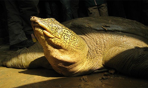 Phát hiện thêm cá thể cùng loài với rùa Hoàn Kiếm ngoài tự nhiên