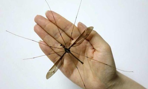 Chết khiếp muỗi khổng lồ, lớn gần bằng tay người trưởng thành