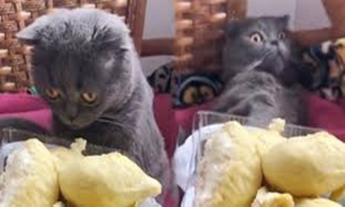 Video: Cho mèo ngửi mùi sầu riêng và cái kết sốc