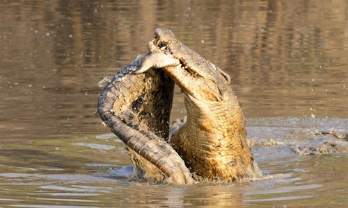 Kinh dị cá sấu thản nhiên ngậm xác đồng loại khoe chiến tích