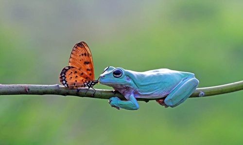 Kỳ thú "tình yêu" vượt qua giống loài của ếch xanh và bướm