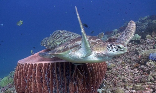 Rùa biển hậm hực vì bị tranh cả chỗ ngủ