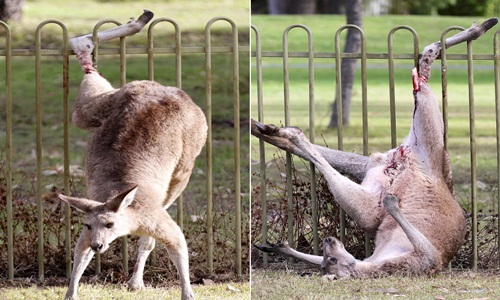 Nhảy qua hàng rào sắt, kangaroo chết thảm