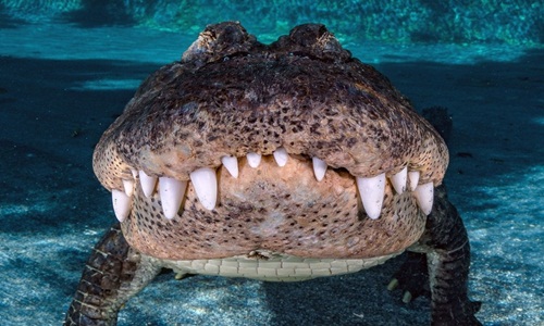 Hãi hùng cá sấu khổng lồ khoe răng trắng nhởn
