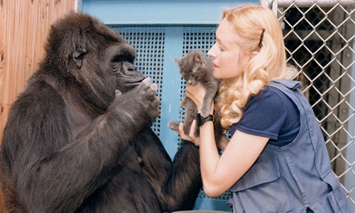 Khỉ đột nổi tiếng biết giao tiếp với người qua đời, “thọ” 46 tuổi
