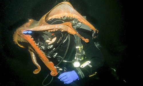 Bạch tuộc khổng lồ “săn” thợ lặn đầy hãi hùng