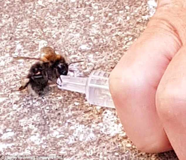 Ngoạn mục cảnh bác sĩ cứu sống ong sắp chết vì mất nước