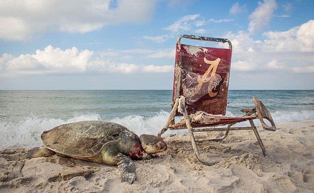Đau đớn cảnh rùa biển bị treo cổ bởi ghế gấp của con người