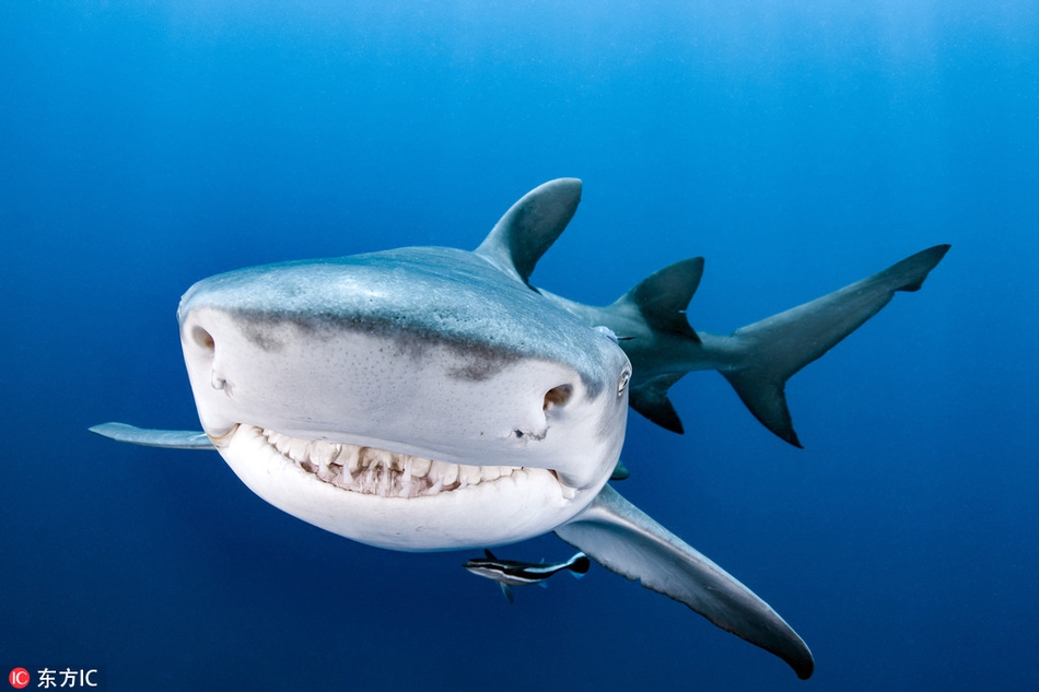 Cá mập khổng lồ cảm ơn người bằng nụ cười ám ảnh chết chóc