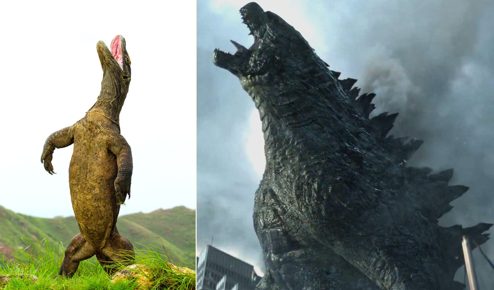 Rồng Komodo thể hiện sức mạnh đáng sợ không thua quái vật Godzilla