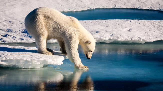 Gấu Bắc cực chết thảm vì tấn công người đến thăm