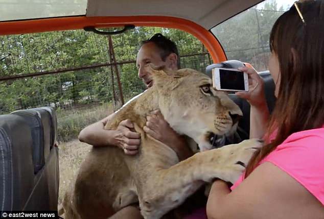 Sư tử cái nhảy xe du khách và ôm hôn gây bất ngờ