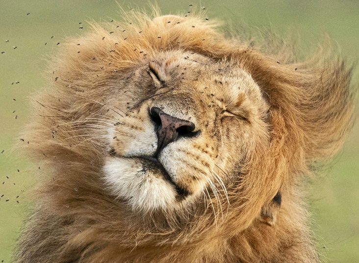 Khi vua sư tử phát điên vì những kẻ khó ưa