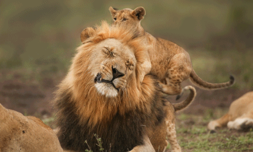 Đi thật xa để trở về, vua sư tử được con đón nồng hậu