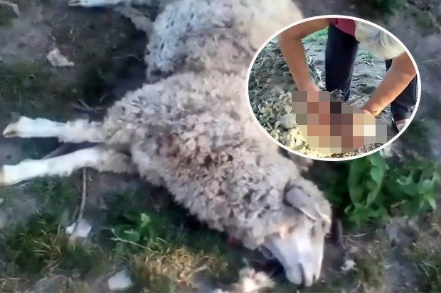 8 con cừu bị giết chết, hút cạn sạch máu một cách bí ẩn