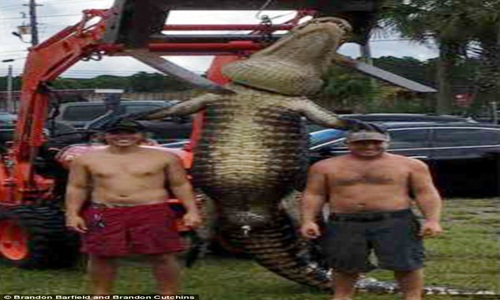 Cá sấu "quái vật" xuất hiện, hai người đàn ông vật lộn không ngừng