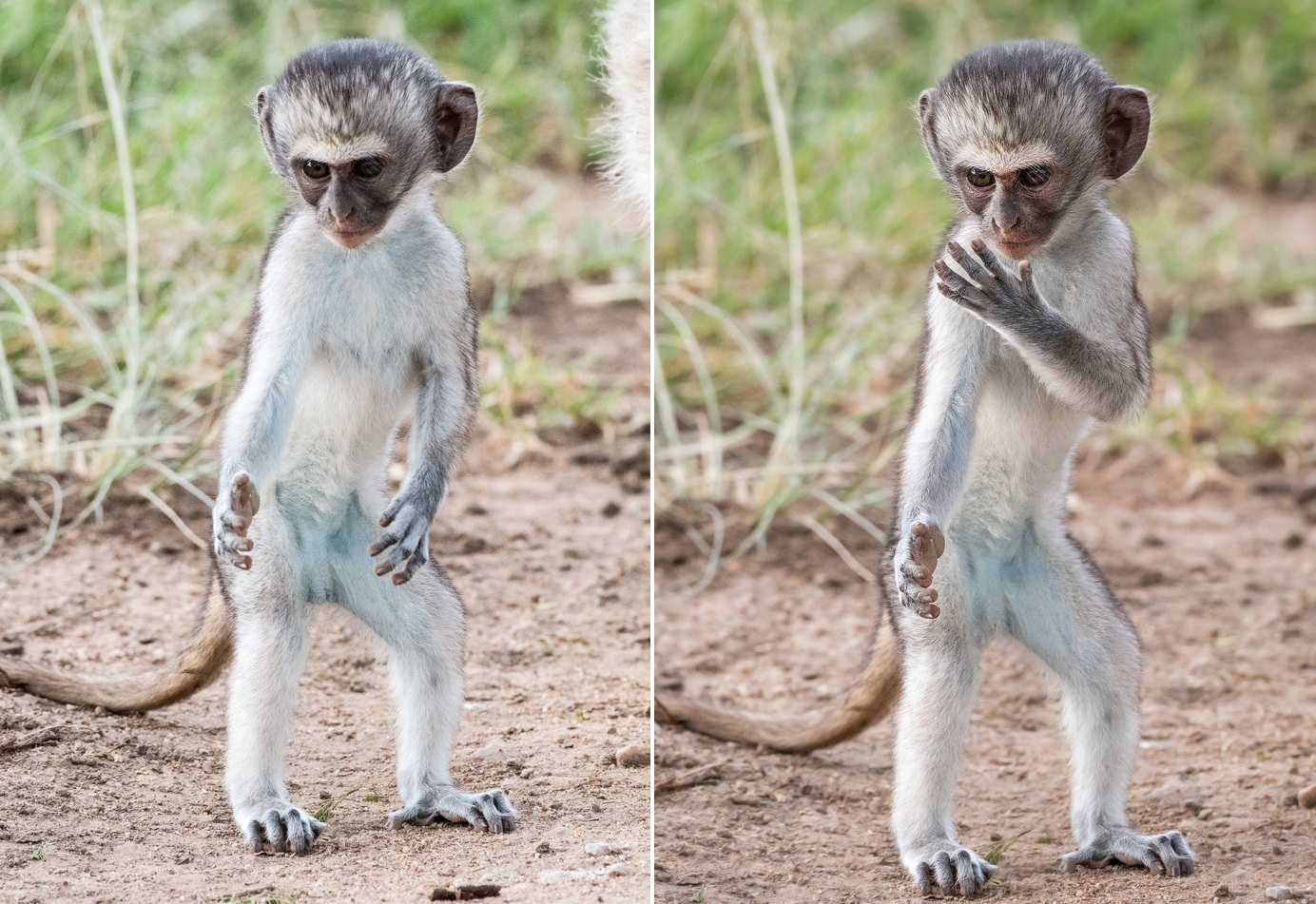Thích thú khỉ nhỏ thực hiện động tác kungfu như võ sư