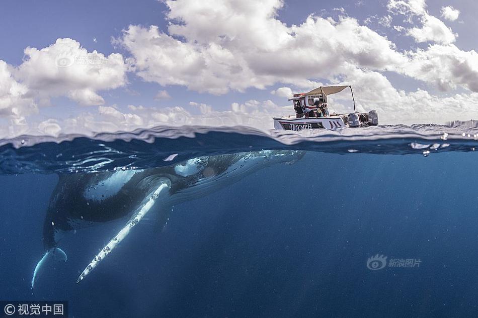 Thuyền nhỏ bé đối đầu cá voi lưng gù như phim kinh dị