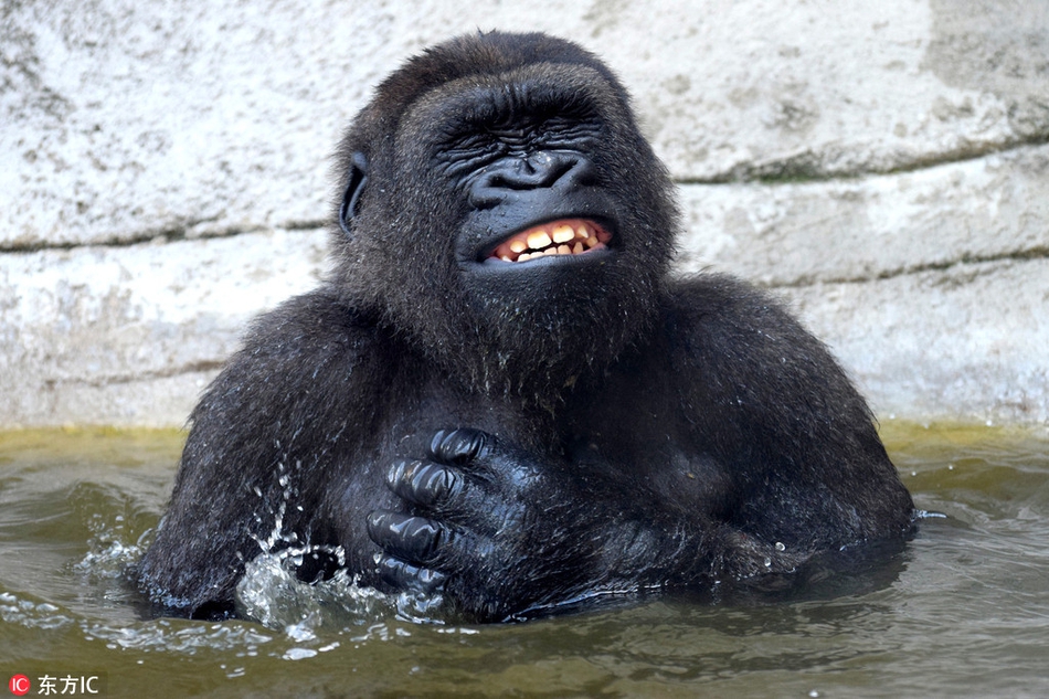Khỉ đột tắm mát thích thú, "bơ" luôn hình ảnh nhạy cảm