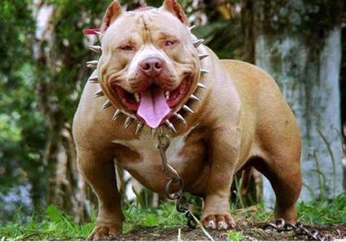 Chó Pitbull "hung thần", có bộ hàm khóa khét tiếng và sự thật