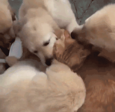 Mèo vàng "ngộp thở" bởi mưa hôn từ chó con siêu yêu