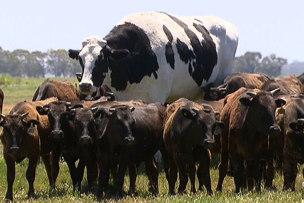 Xem siêu bò sữa khổng lồ như "quái vật" biến đổi gen